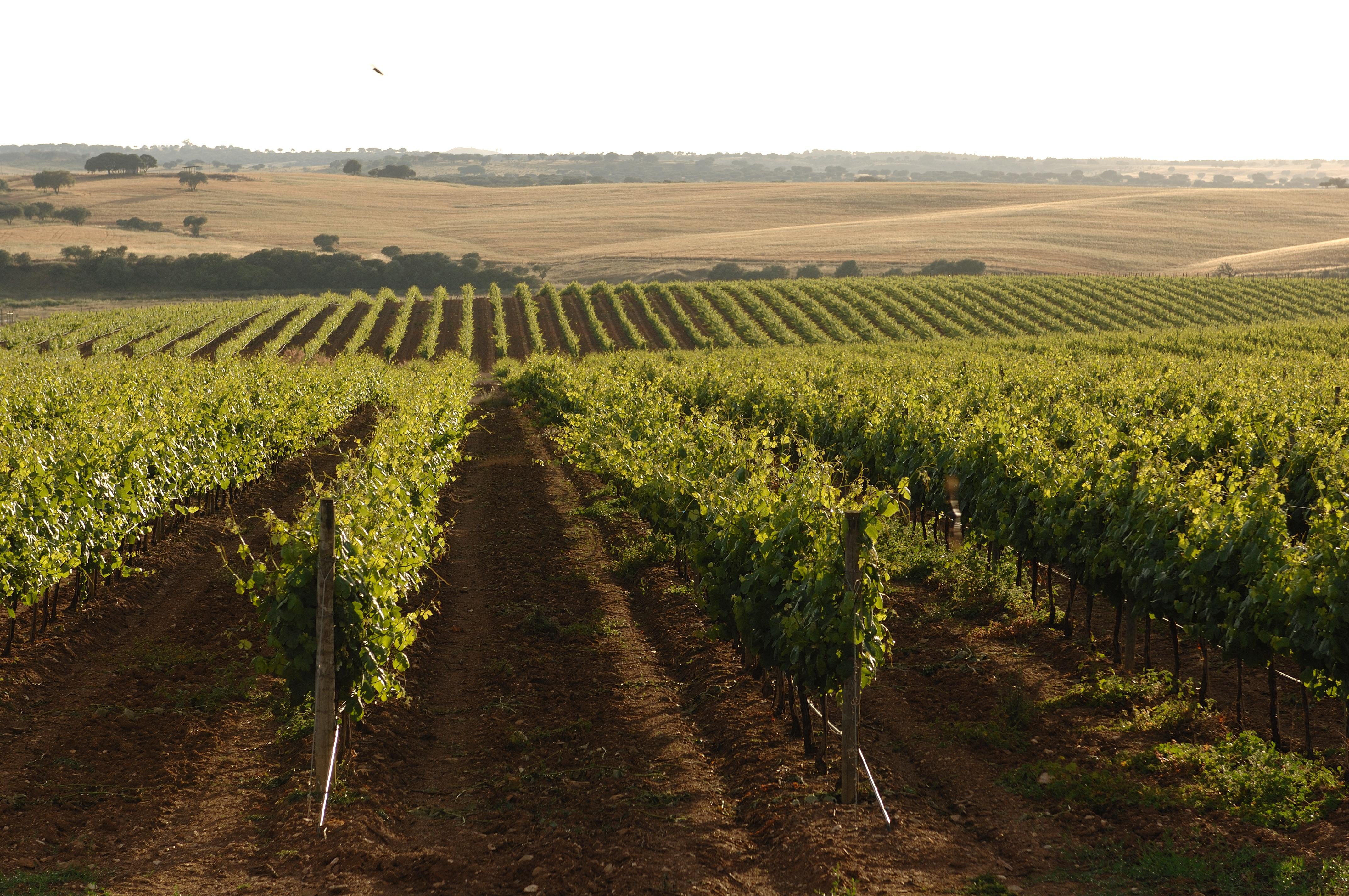 Vila Gale Alentejo Vineyard - Clube De Campo อัลแบร์โนอา ภายนอก รูปภาพ