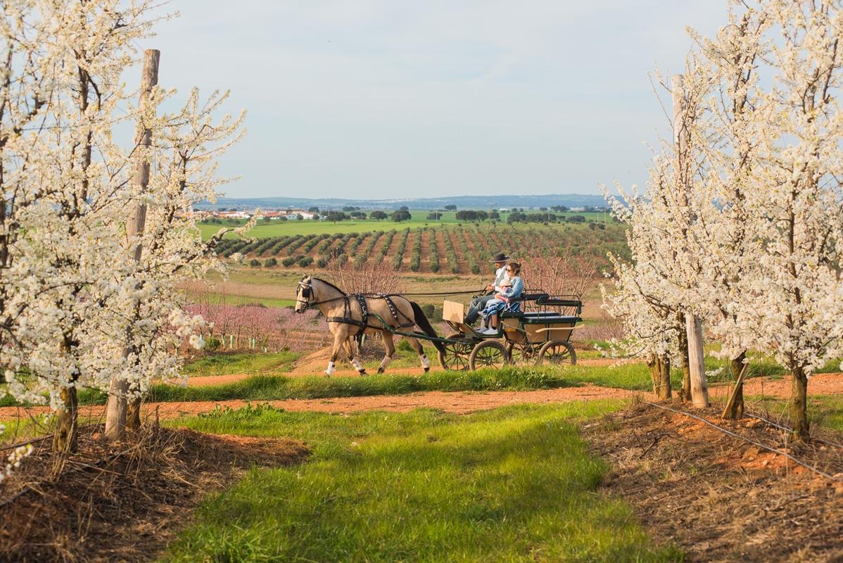 Vila Gale Alentejo Vineyard - Clube De Campo อัลแบร์โนอา ภายนอก รูปภาพ